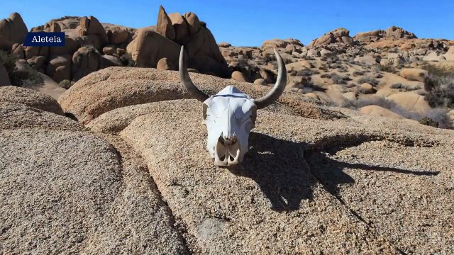 Rezar con los salmos: El Señor no quiere holocaustos sino misericordia