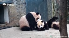 两个皮孩子，可惜妈妈只有一张嘴，管不过来啊
