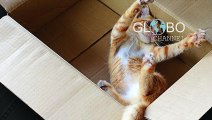 Un nuovo studio mostra che i gatti sono meno stressati quando hanno accesso alle scatole di cartone