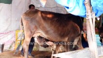 Cow Milking at Wilderness Orchard private dairy farm in heart of New Delhi