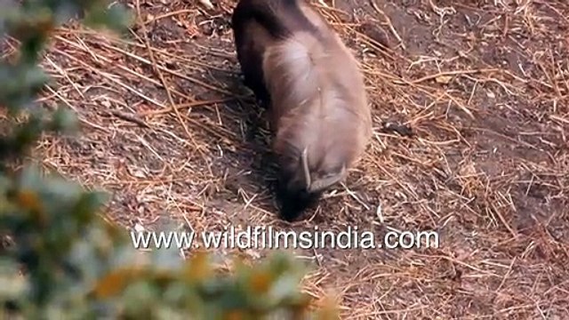 Jular lick rock salt from Himalayan cliff_ Tahr near Dodital in dead of winter, in Garhwal Himalaya
