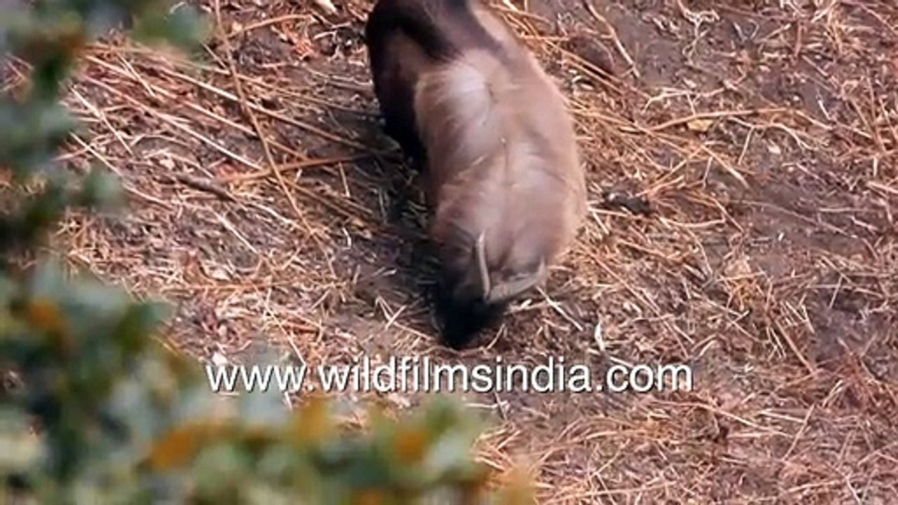 Jular lick rock salt from Himalayan cliff_ Tahr...