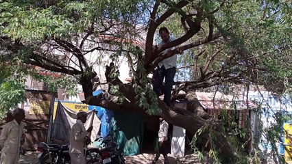 विद्युत विभाग के कर्मचारियों द्वारा लाइट मेंटेनेंस को लेकर पेड़ों  की कटाई की गई