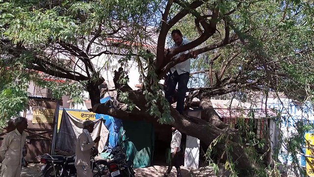 विद्युत विभाग के कर्मचारियों द्वारा लाइट मेंटेनेंस को लेकर पेड़ों की कटाई की गई
