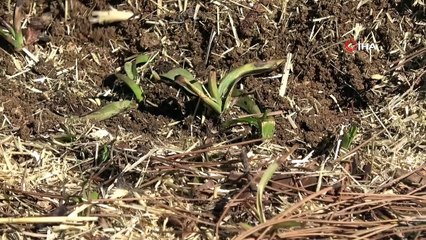 Toroslar'da atıl tarlalar beyaz altın salep ile ekonomiye kazandırılacak