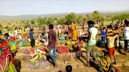 Tendu Patta_ the Rajasthan Forest department story, with leadership from Shruti Sharma, PCCF