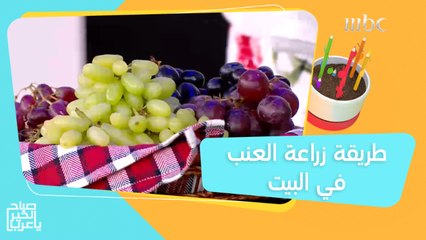 بإمكانك زراعة العنب في البيت بطريقة سهلة وبسيطة!