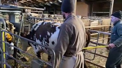 Nicolas, pédicure bovin, installant une vache dans sa cage de parage pour la soigner