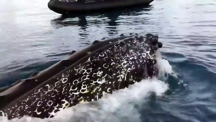 Une baleine fait le show en Antarctique