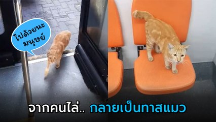 คนขับรถเมล์อัดคลิปดุไล่แมวส้มดอดขึ้นรถ หลายเดือนผ่านไป.. เอ้า ! กลายเป็นทาสแมว