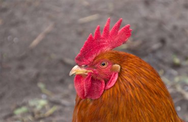 Download Video: Rooster will appear in court after killing owner during illegal cockfight