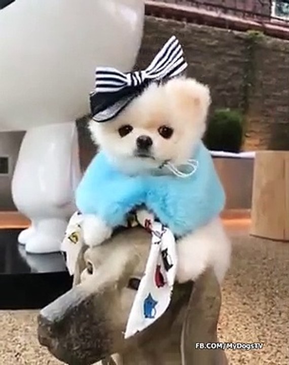 Cute Mini Pomeranian White Dog