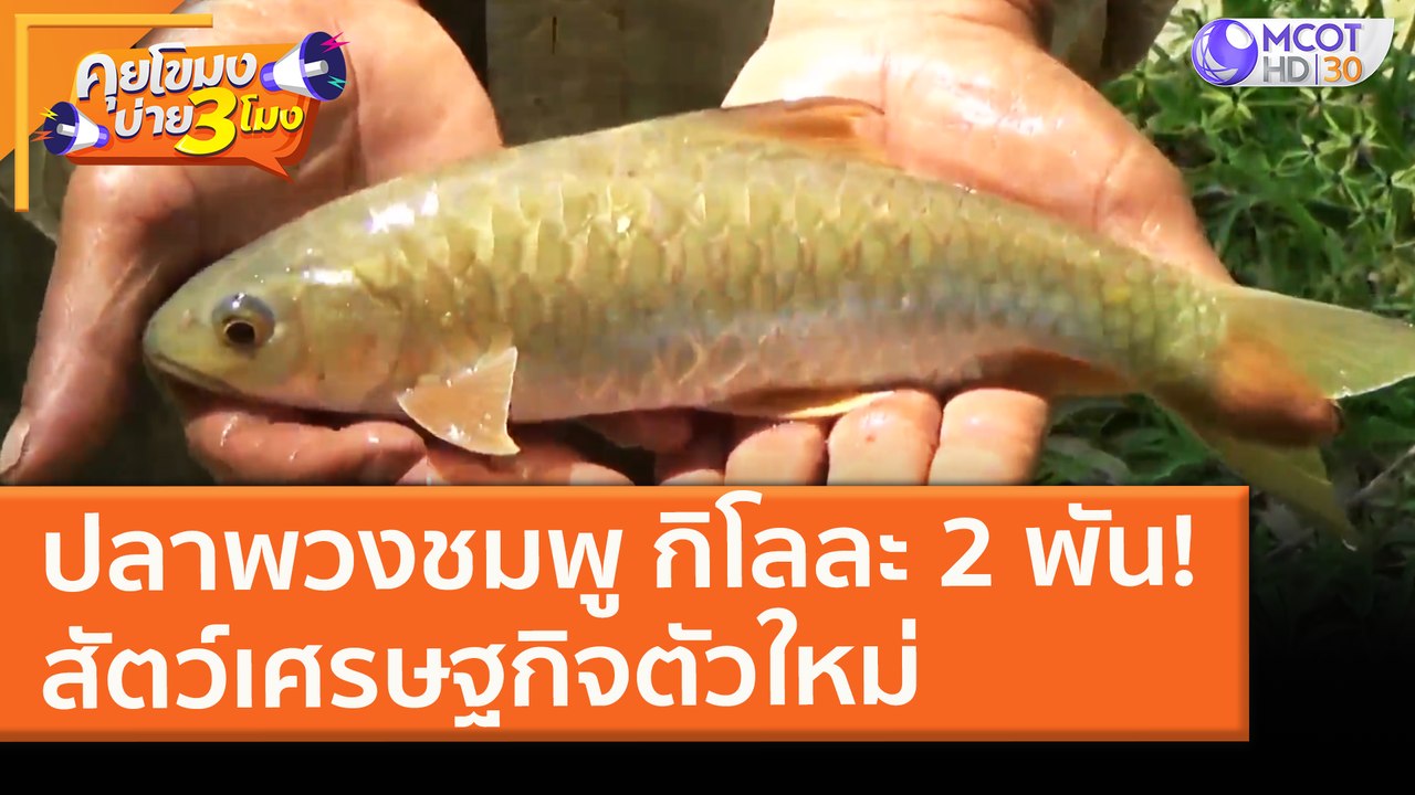 "ปลาพวงชมพู" กิโลละ 2 พัน สัตว์เศรษฐกิจตัวใหม่ (2 มี.ค. 64) คุยโขมงบ่าย 3 โมง | 9 MCOT HD