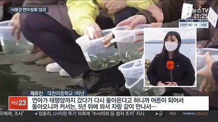 연어가 돌아온다…낙동강 치어 방류 성과 '톡톡'
