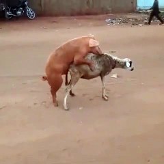 Un porc s'accouple avec une brebis en pleine rue (vidéo)
