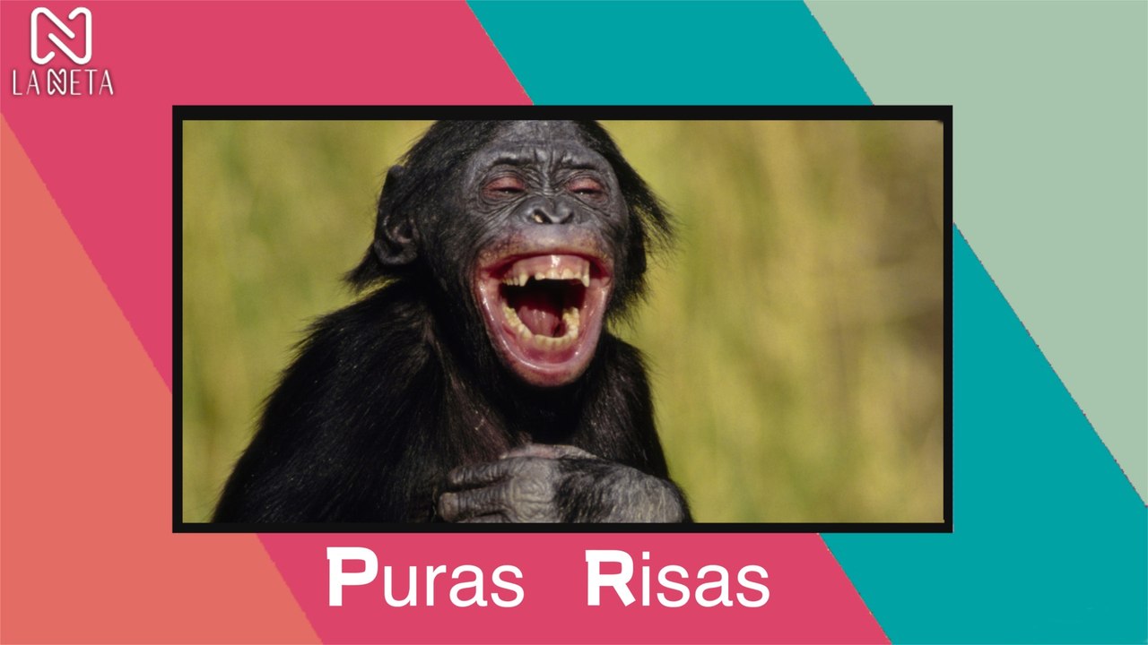 Si te ríes pierdes, los videos más graciosos en Tiktok