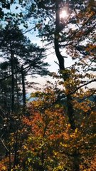 Riff - Ride Pt. 1 (Video) | Shot on iPhone & Produced with the OP-Z