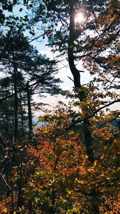 Riff - Ride Pt. 1 (Video) | Shot on iPhone & Produced with the OP-Z