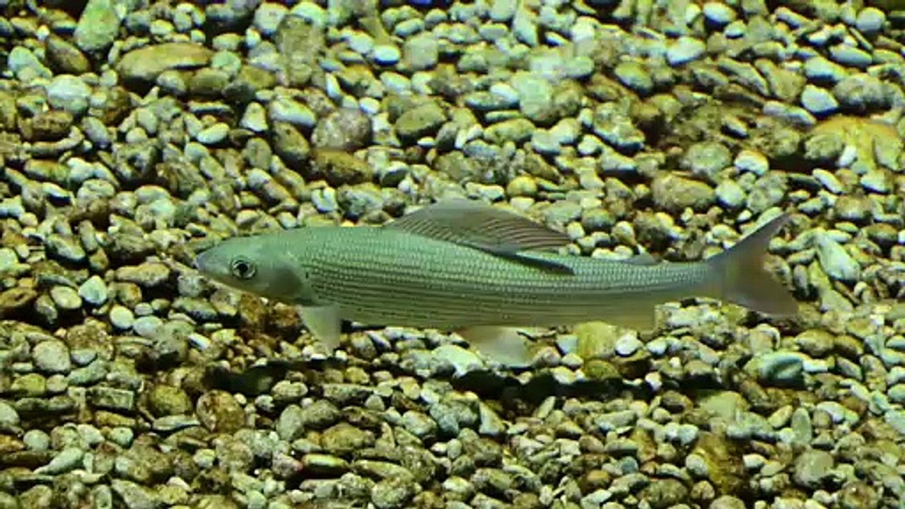 Die Äsche im Alpenzoo