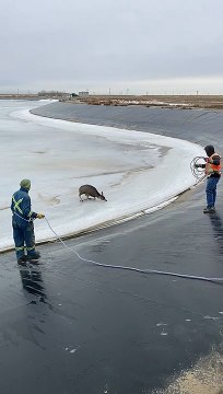Deer Runs Away After Being Rescued From Icy Lake
