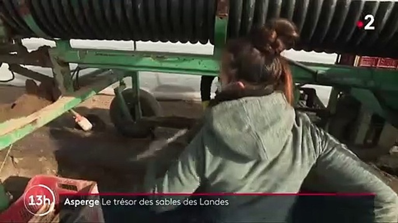 Agriculture : début de la récolte des asperges dans les Landes