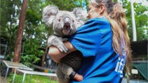 Triumph, el pequeño koala que recibió una prótesis tras nacer sin una pierna