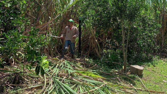 How an Indigenous Tribe Is Preserving Ancestral Lands by Cultivating Heritage Sugar