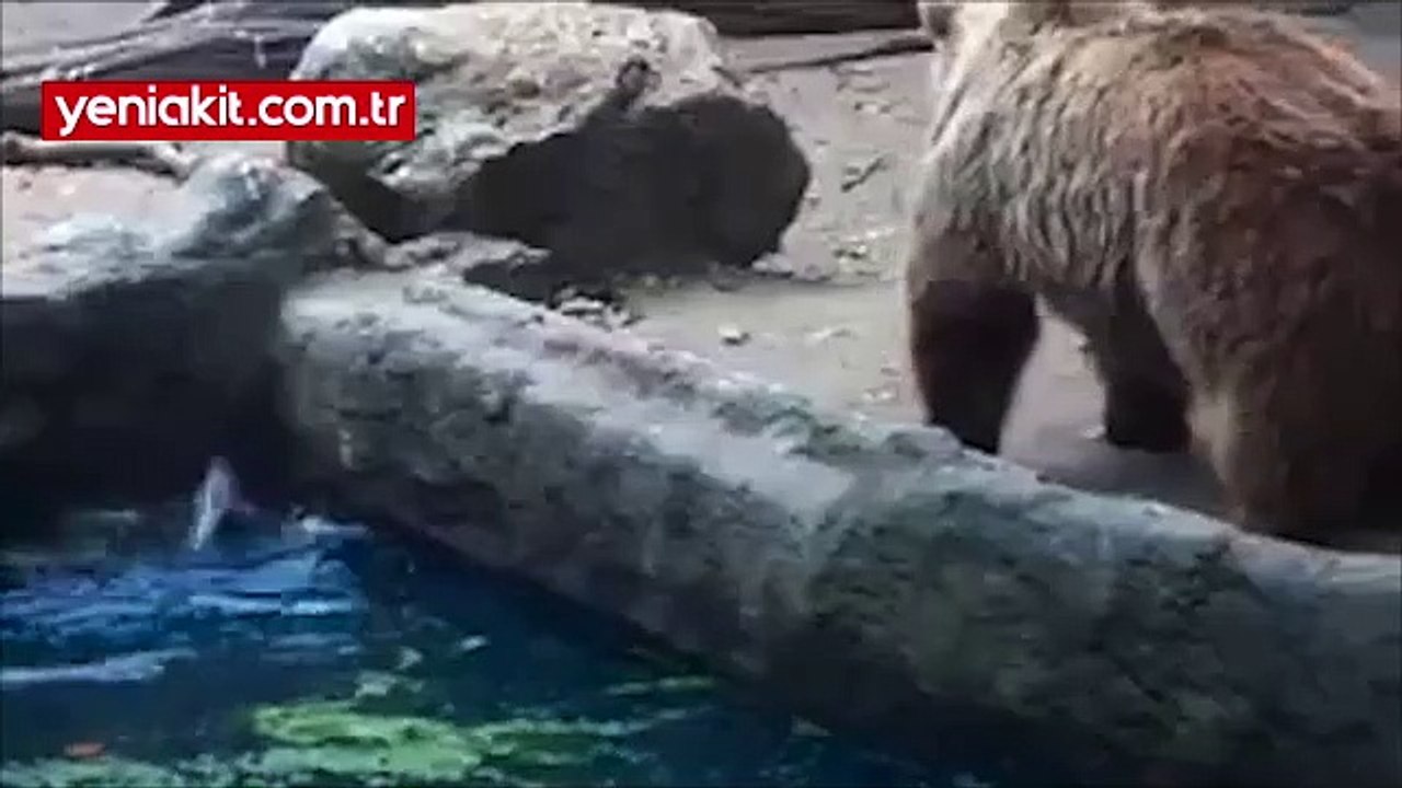 Ayının ibretlik merhamet duygusu görenleri şaşkına çeviriyor