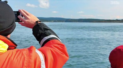 Thousands of Dolphins 'Stampede' Off the Coast of California