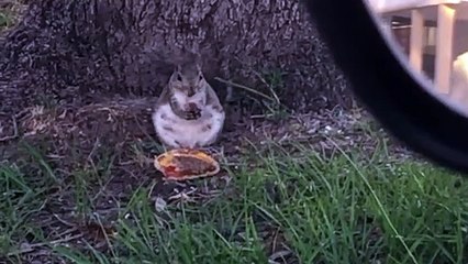 Esquilo apanhado a comer Mcdonalds