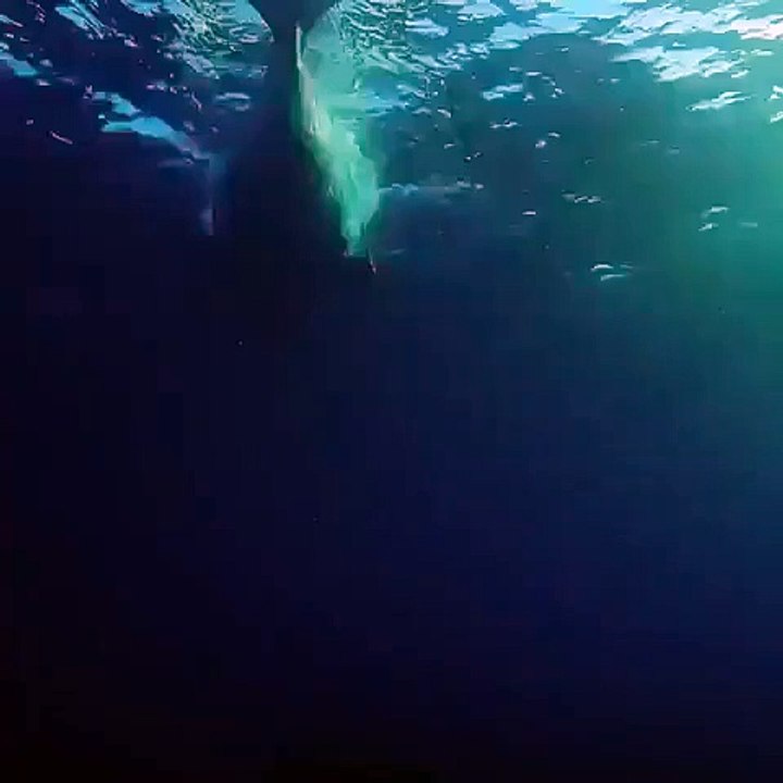 Mar australiano é palco de "encontro raro" entre mergulhadores e baleia