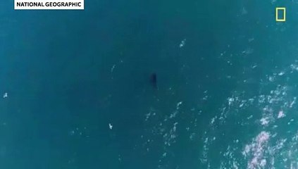Tubarão filmado a afogar baleia no primeiro ataque conhecido do género