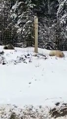 Urso pardo com pelo branco apanhado em vídeo no Canadá