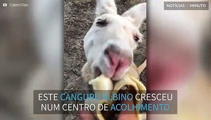 Este raro canguru albino adora bananas