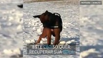 Cão mostra técnica peculiar para desenterrar bola na neve