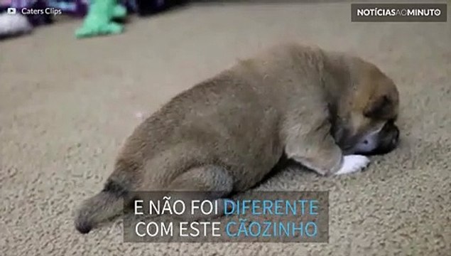 Fofura! Shiba inu dá seus primeiros passos
