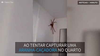 Casal tenta capturar aranha gigante no quarto
