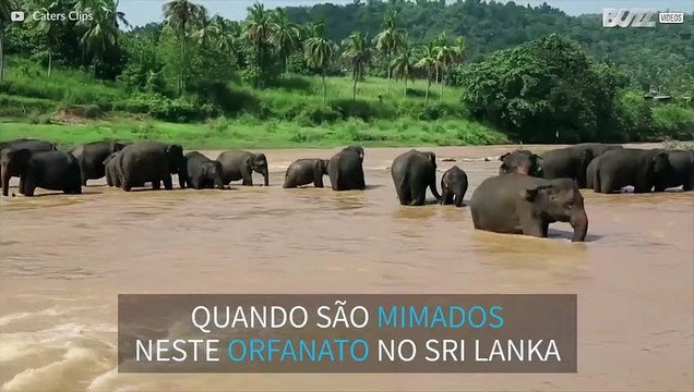 Elefantes orfãos são mimados com banhos de mangueira