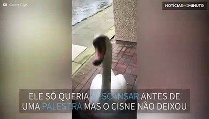 Cisne irrita estudante em universidade!