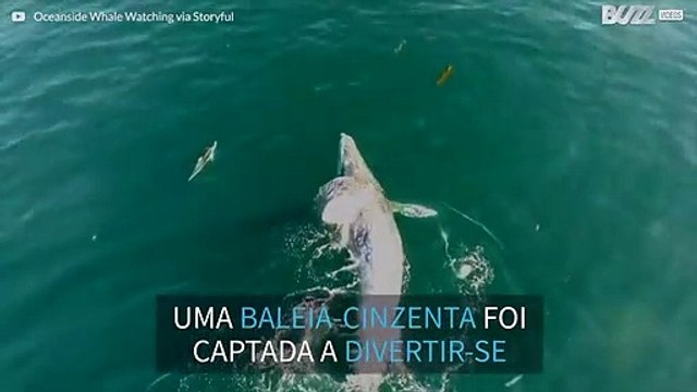 Baleia brinca com golfinhos durante migração!
