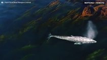 Baleia-cinzenta passeia entre algas gigantes