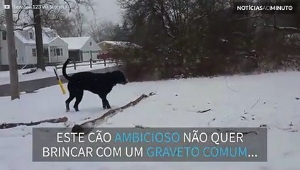 Este labrador não quer brincar de buscar um graveto qualquer