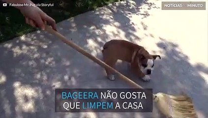 Este buldogue odeia vassouras