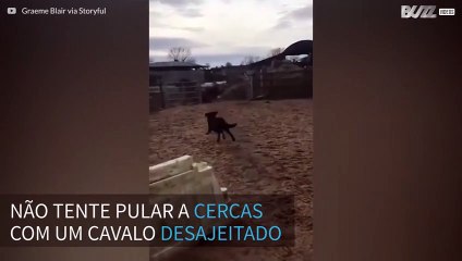 Cavalo desajeitado tenta pular cerca, mas leva tombo hilário