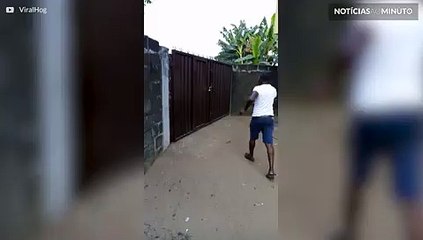Cão pula portão com mais de 2 metros para seguir o dono