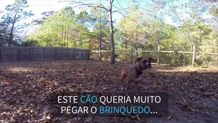 Cão tenta pegar bola e falha espetacularmente!