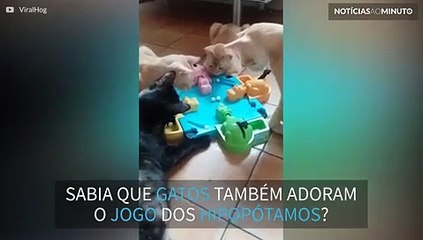 Gatos curiosos tentam jogar "Hipopótamos comilões"