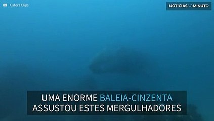 Baleia gigante surpreende mergulhadores em fossa oceânica