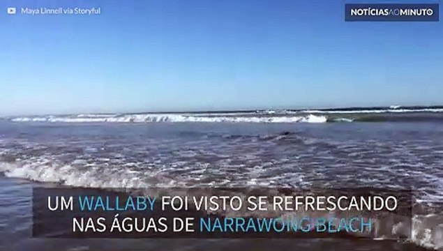 Marsupial pega ondas em praia da Austrália