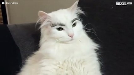 Esta gata odiou usar sobrancelhas novas